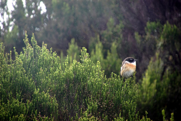 Canary Islands Stonechat