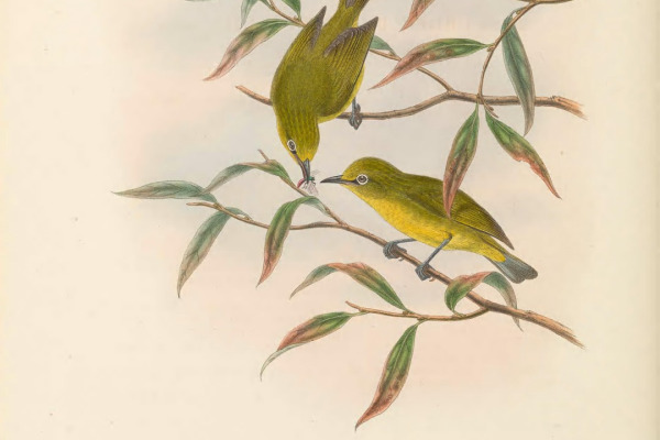 Canary Islands White-eye