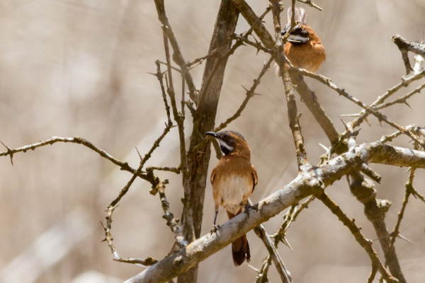 Canebrake Spinetail