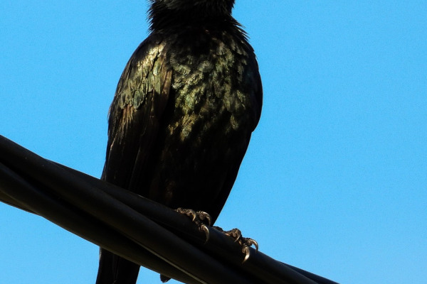 Cantor's Starling