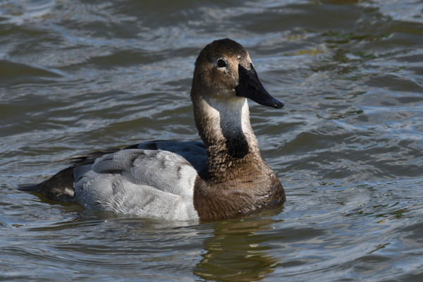 Canvasback