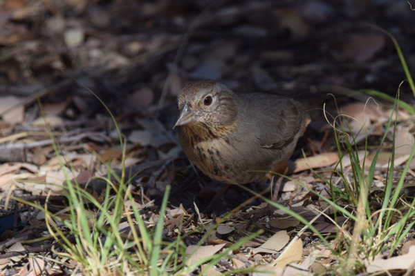 Canyon Towhee