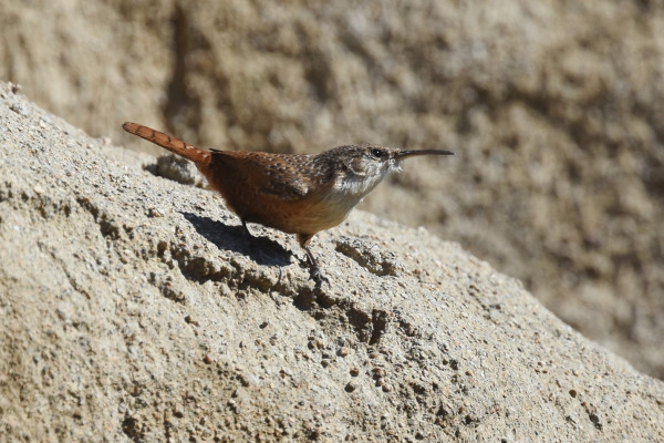 Canyon Wren