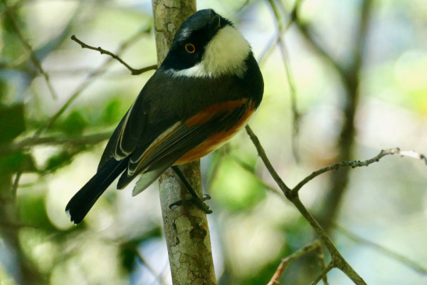 Cape Batis