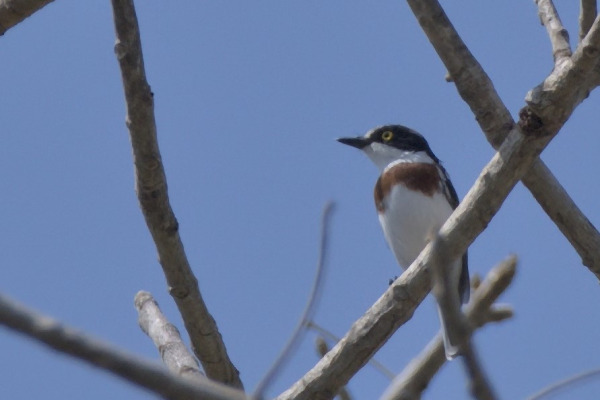 Cape Batis