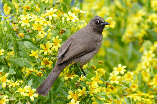 Cape Bulbul