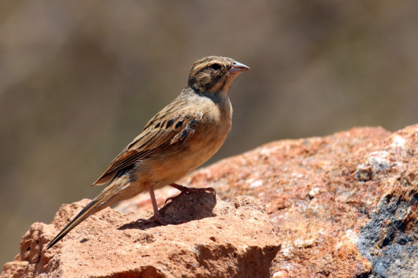 Cape Bunting