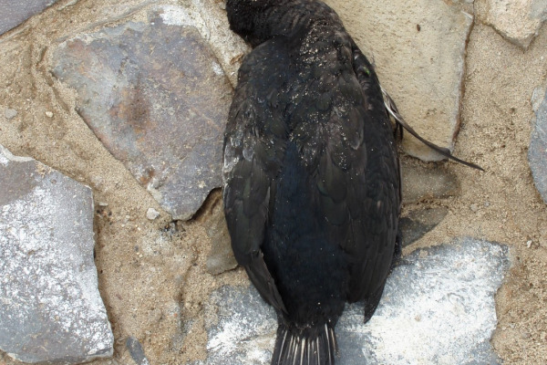 Cape Cormorant