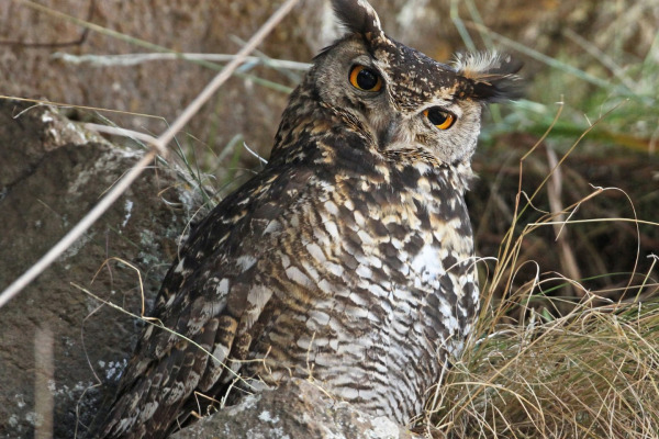 Cape Eagle-Owl