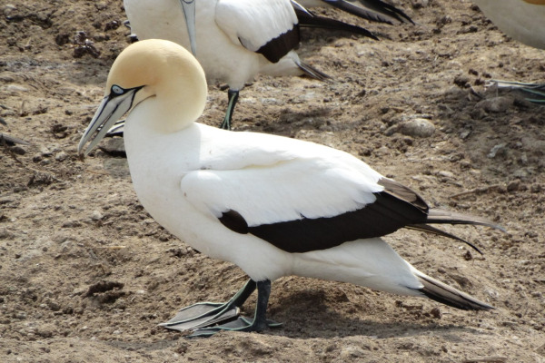 Cape Gannet