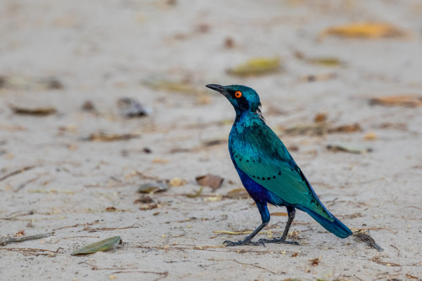 Cape Glossy Starling