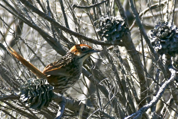 Cape Grassbird