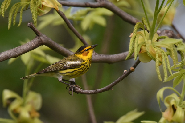 Cape May Warbler