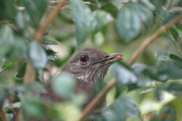 Cape Rock-Thrush