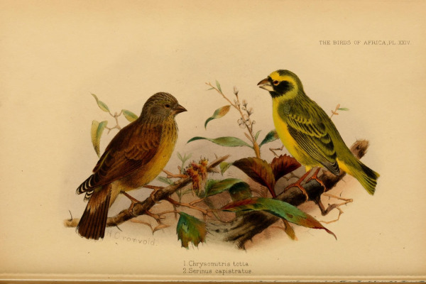 Cape Siskin
