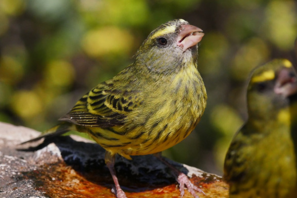 Cape Siskin