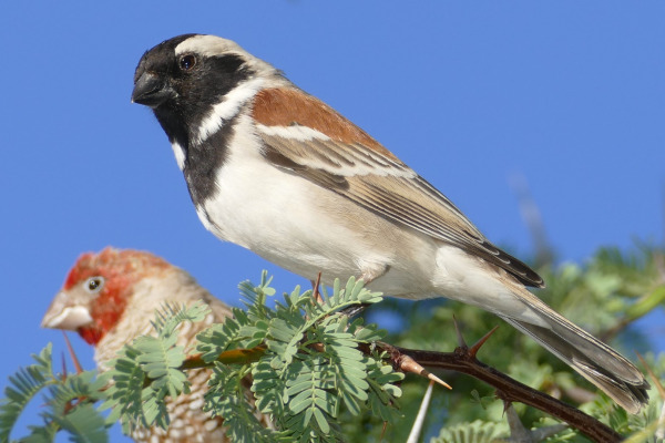 Cape Sparrow
