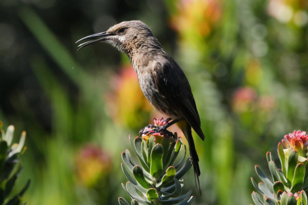 Cape Sugarbird