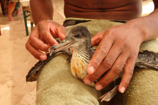 Cape Verde shearwater
