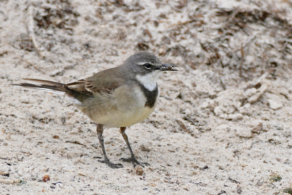 Cape Wagtail