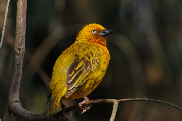 Cape Weaver