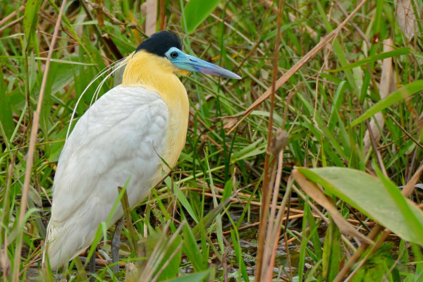 Capped Heron