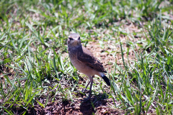 Capped Wheatear