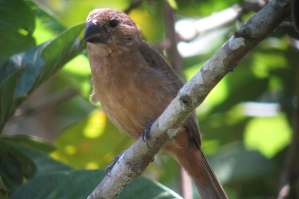 Caqueta Seedeater