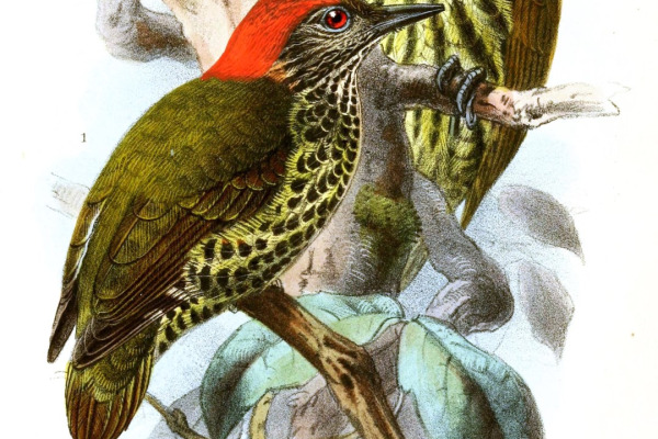 Cardinal Woodpecker