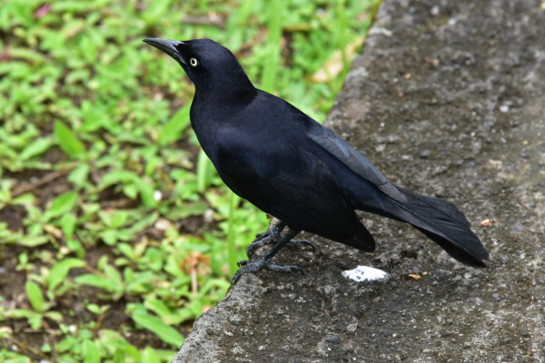 Carib Grackle