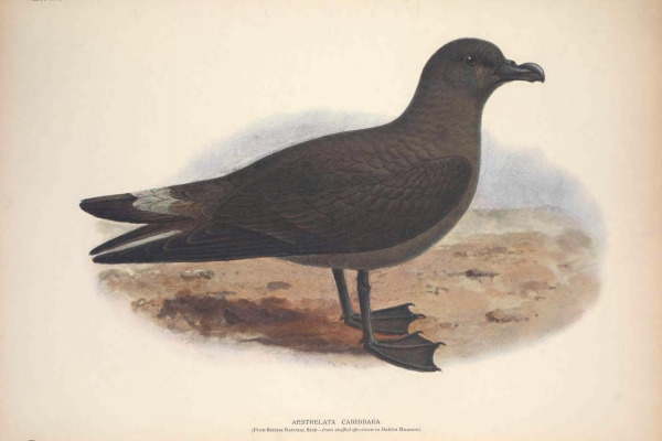Caribbean Petrel