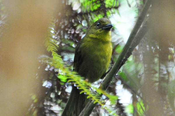 Carmiol's Tanager