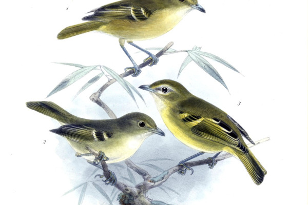 Carmiol's Vireo