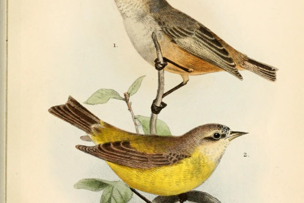 Carolina Penduline-Tit