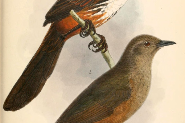 Carpentarian Grasswren