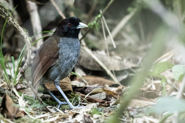 Carriker's Antpitta
