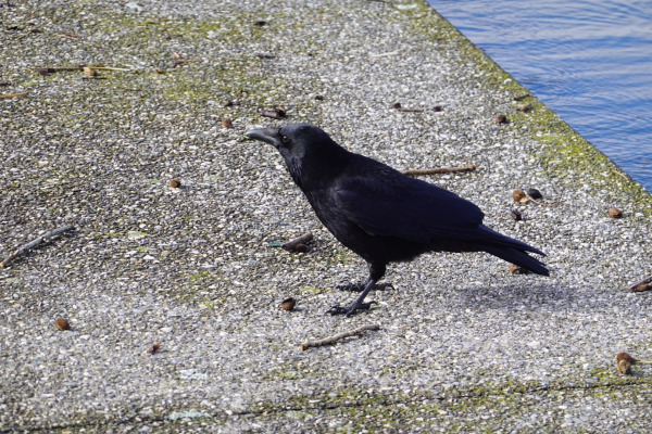 Carrion Crow