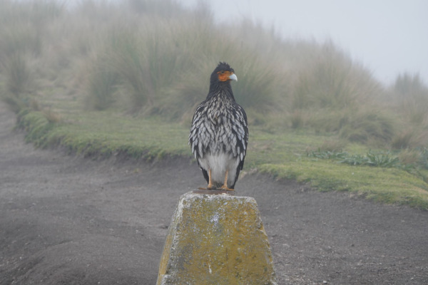 Carunculated Caracara