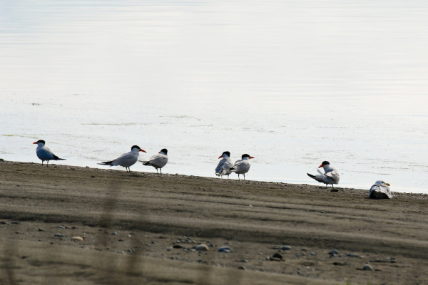 Caspian Tern