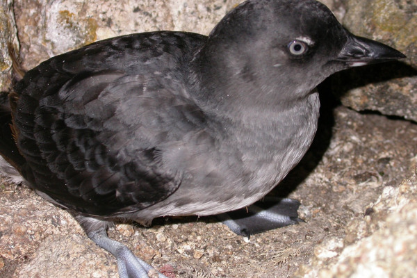 Cassin's Auklet