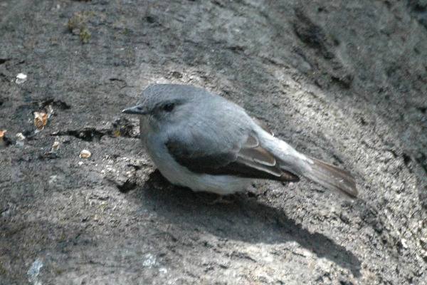 Cassin's flycatcher