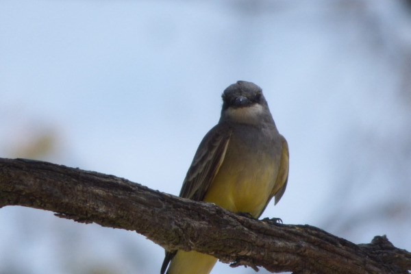 Cassin's Kingbird