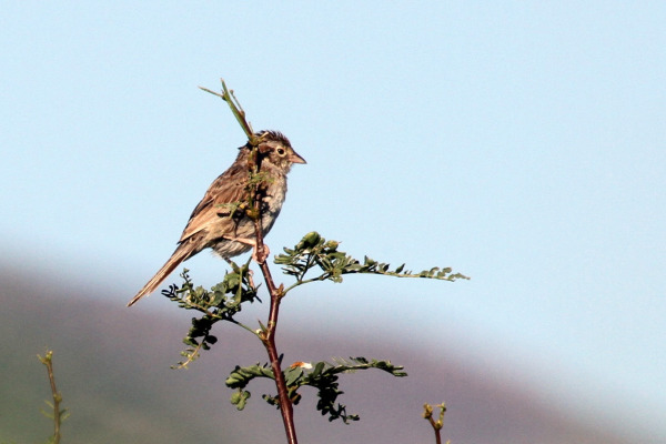 Cassin's Sparrow