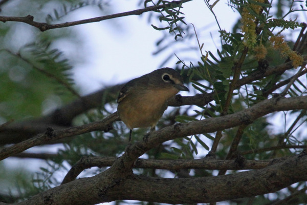 Cassin's Vireo