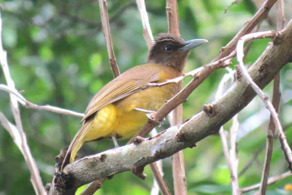Catanduanes Bulbul