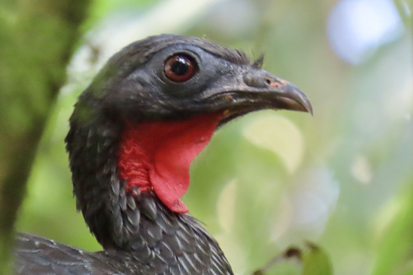 Cauca Guan