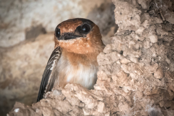 Cave Swallow