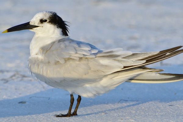 Cayenne Tern