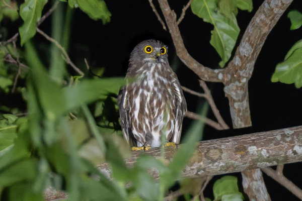 Cebu hawk-owl