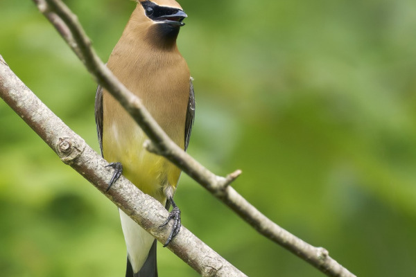 Cedar Waxwing